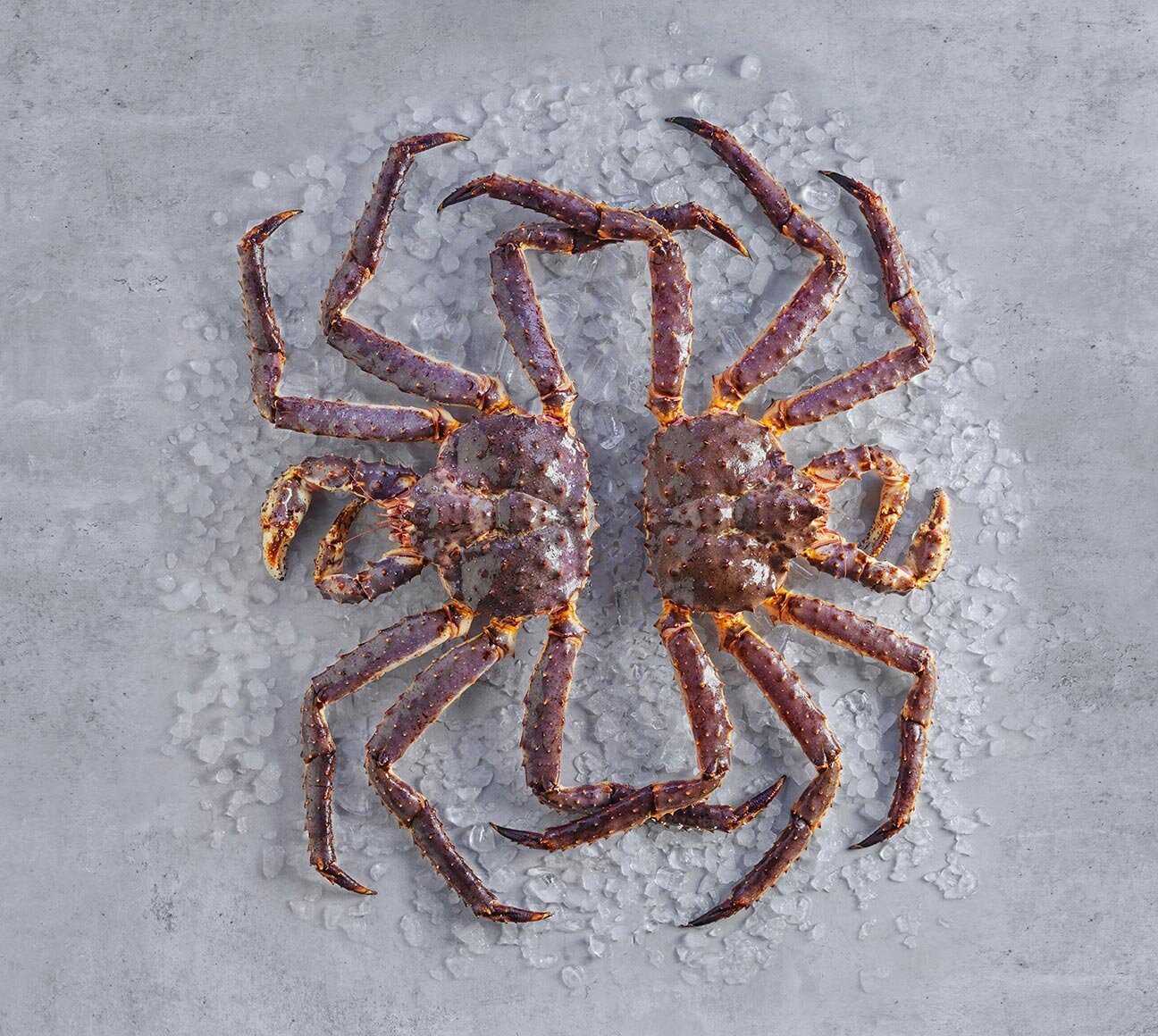 Norsk kungskrabba på is